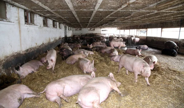 Mighty pregnant pg sows laying in the barn
