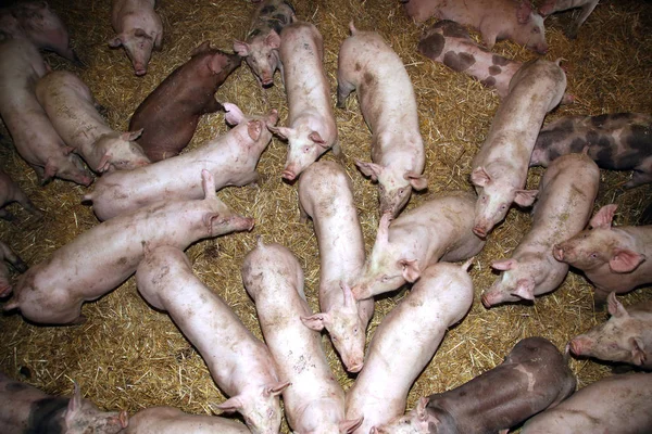 Foto di maialini appena nati dall'alto — Foto Stock
