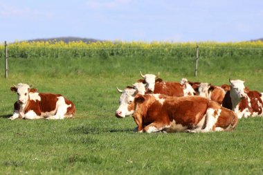 Yeşil çimenler üzerinde otlayan güzel kırsal hayvan çiftliğinde sürüsi