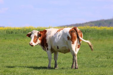 Kahverengi inekler yeşil çayır çim manzara üzerinde otlatma
