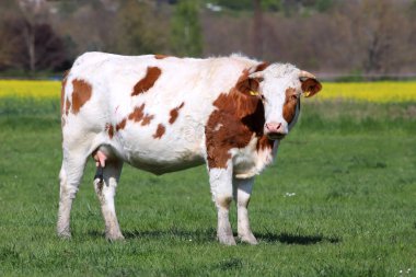 Kahverengi ve beyaz renkli inekler yaz güneşinin tadını çıkarıyor ve yeşil çim ente sayılsa
