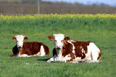 Kahverengi ve beyaz renkli inekler yaz güneşinin tadını çıkarıyor ve çimenlerin üzerinde yatıyor