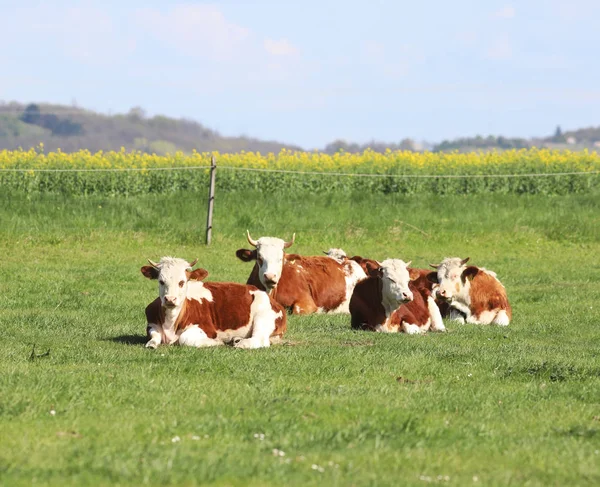 Herd of cows on beautiful rural animal farm grazing on green grass