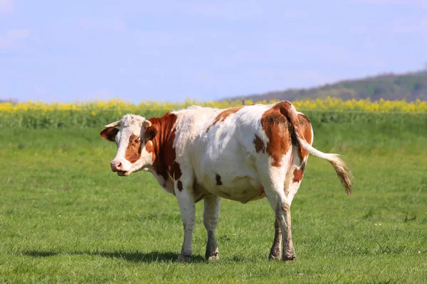 Brązowe krowy pasą się na zielone łąki trawy krajobrazy — Zdjęcie stockowe