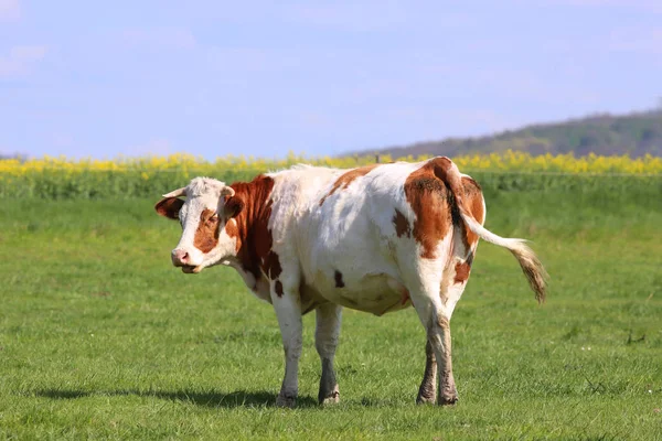 Vacas marrones pastando en verdes prados paisajes de hierba —  Fotos de Stock