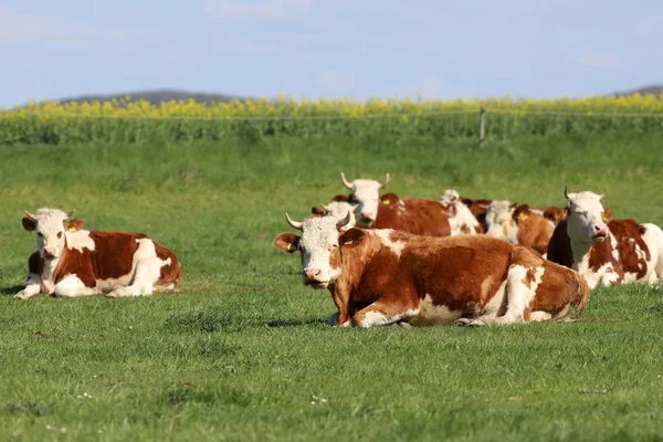 Αγέλη αγελάδων σε όμορφη αγροτική κτηνοτροφία που βόσκουν σε πράσινο γρασίδι — Φωτογραφία Αρχείου