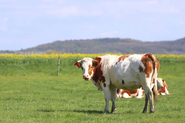 Hnědí krávy na zelené louce — Stock fotografie