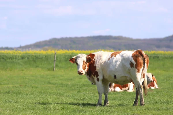 Vacas marrons pastando em paisagens de grama prado verde — Fotografia de Stock