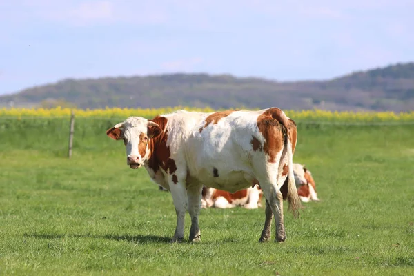 Vacas marrons pastando em paisagens de grama prado verde — Fotografia de Stock