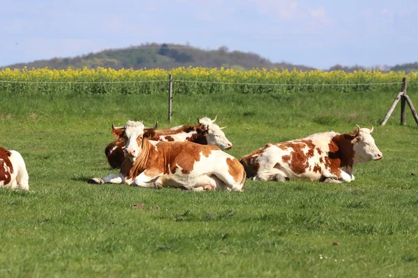 Αγέλη αγελάδων σε όμορφη αγροτική κτηνοτροφία που βόσκουν σε πράσινο γρασίδι — Φωτογραφία Αρχείου