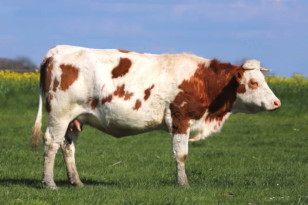 Barna tehén legelő zöld Réti fű tájak — Stock Fotó