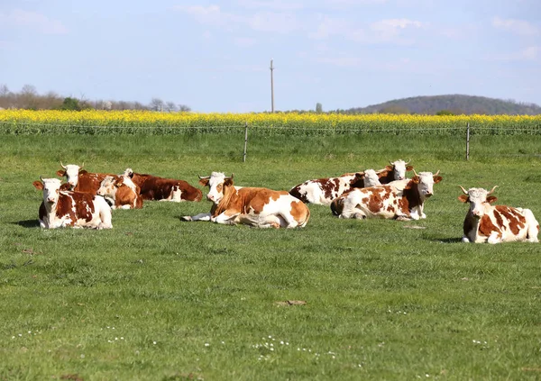 Brązowe i białe krowy korzystających lato słońce i układanie na zielonej trawie — Zdjęcie stockowe