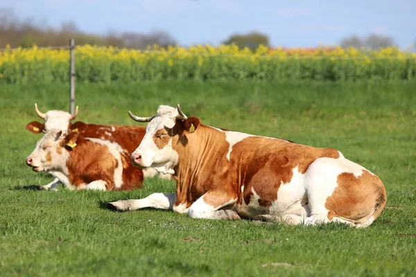 Herd of cows on beautiful rural animal farm grazing on green grass meadow