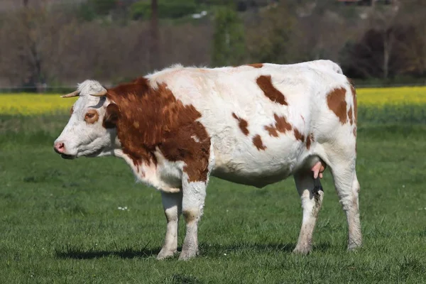 Csorda tehenek gyönyörű vidéki Állatfarm legeltetett zöld fű — Stock Fotó