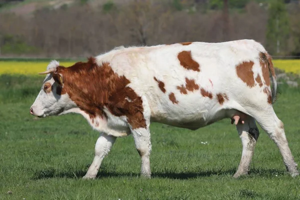 Herde von Kühen auf einem schönen Bauernhof, der auf grünem Gras weidet — Stockfoto