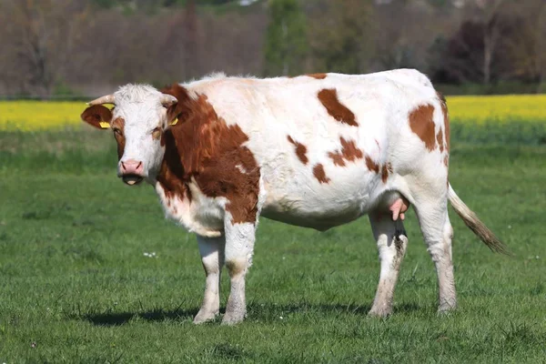 Herde von Kühen auf einem schönen Bauernhof, der auf grünem Gras weidet — Stockfoto