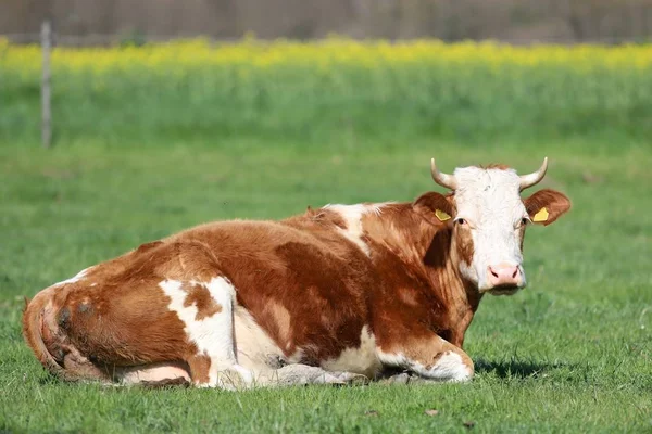 Flock av kor på vackra landsbygden djurgård bete på grönt gräs — Stockfoto