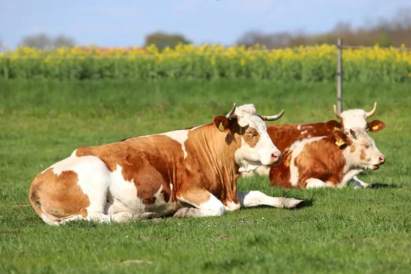 Brązowe i białe krowy korzystających lato słońce i układanie na trawie — Zdjęcie stockowe