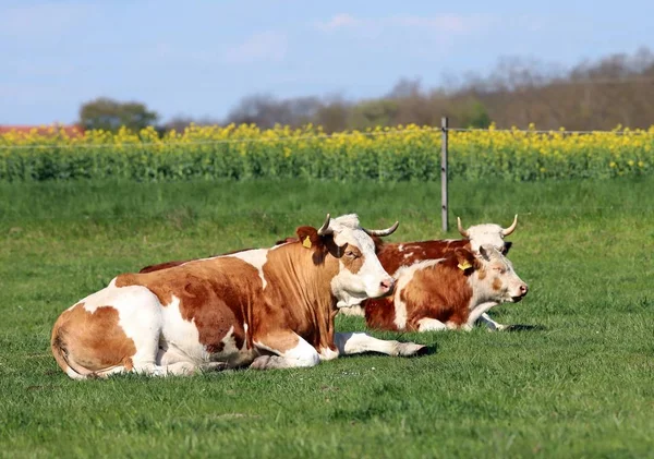 Vacas de cor marrom e branca desfrutando de sol de verão e deitado em gass verde — Fotografia de Stock