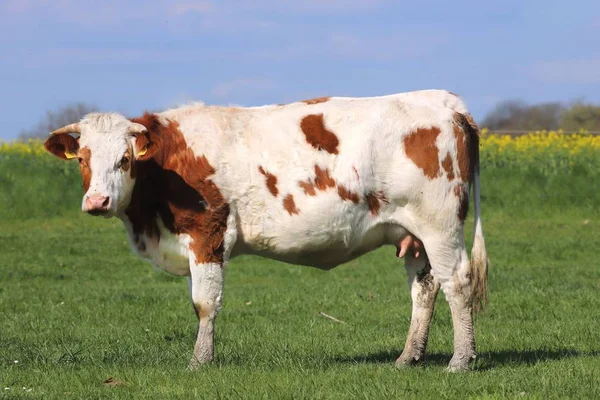 Braune Kühe grasen auf grünen Wiesen Graslandschaften — Stockfoto