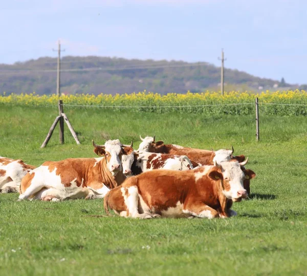 Stado krów na pięknej wiejskiej farmie zwierząt pastwiskich na zielonej trawie — Zdjęcie stockowe