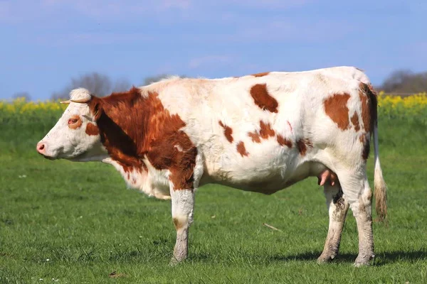 Kahverengi inekler yeşil çayır çim manzara üzerinde otlatma — Stok fotoğraf