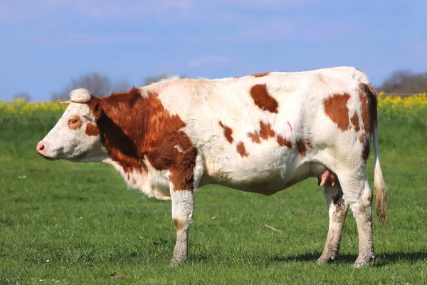 Vacas marrons pastando em paisagens de grama prado verde — Fotografia de Stock