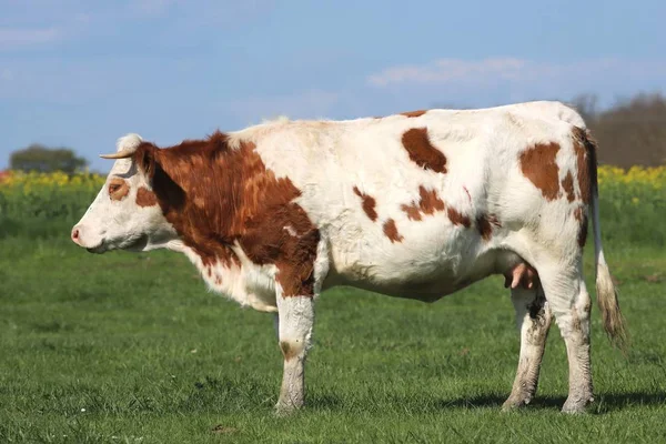 Barna tehén legelő zöld Réti fű tájak — Stock Fotó