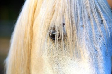 Bir safkan gri Arap aygırı portresi. Genç gri shagya Arap Mare closeup