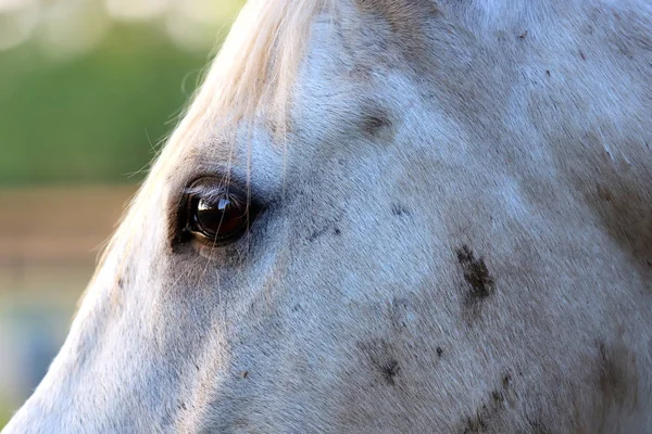 Extremo close-up de bela jovem cinza colorido égua árabe — Fotografia de Stock