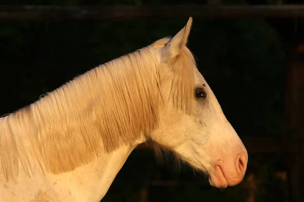 美しい若いグレー色のアラビアの雌馬の極端なクローズアップ — ストック写真
