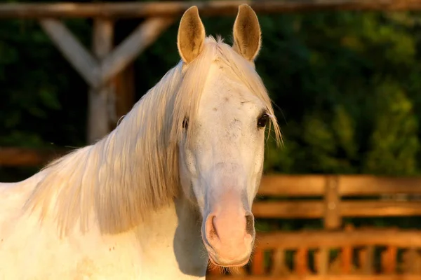 Primo piano estremo di bella giovane giumenta araba di colore grigio — Foto Stock