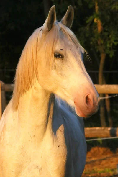 Ritratto di uno stallone arabo grigio di razza pura. Primo piano di una giovane cavalla araba grigia shagya — Foto Stock