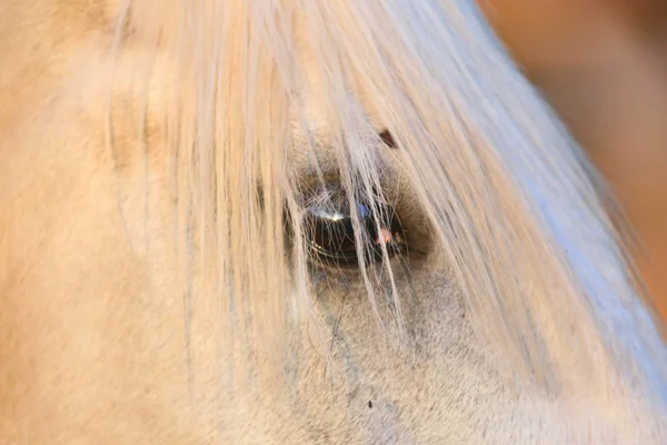 Porträtt av en renrasig grå arabisk hingst. Närbild av en ung grå shagya Arab sto — Stockfoto