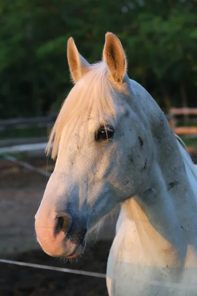 Ritratto di uno stallone arabo grigio di razza pura. Primo piano di una giovane cavalla araba grigia shagya — Foto Stock