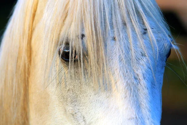 Portret czystej szarości ogierów arabskich. Zbliżenie z a młody szary shagya Arab klacz — Zdjęcie stockowe