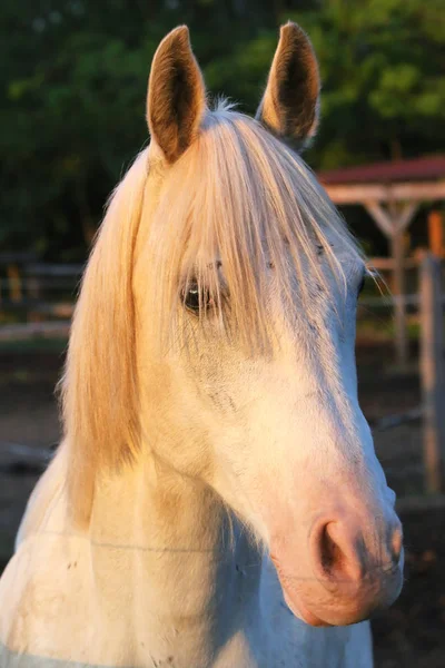 Ritratto di uno stallone arabo grigio di razza pura. Primo piano di una giovane cavalla araba grigia shagya — Foto Stock