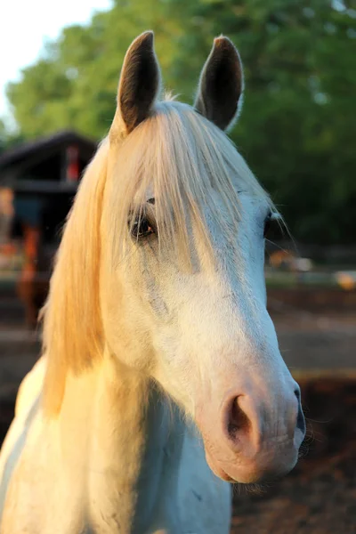 Extreme closeup of beautiful young grey colored arabian mare Royalty Free Stock Photos