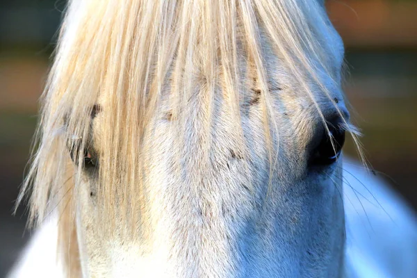 Ritratto di stallone arabo grigio di razza pura — Foto Stock