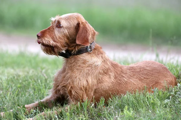 Vizsla dog canine a loyal friend of the hunter. Detail of dog head — Stock Photo, Image