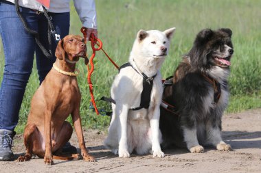 Portre sevimli köpek. Head Shot portre sevimli bir köpek açık havada