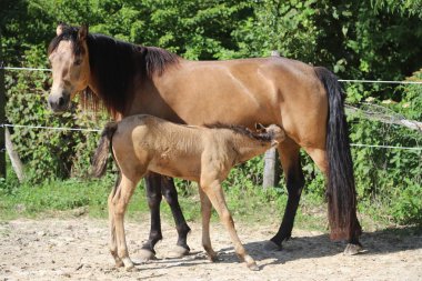 Güzel safkan tay ve mare kırsal hayvan çiftliğinde kameralar için poz