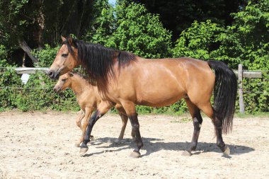 Güzel safkan tay ve mare kameralar için poz 