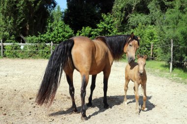 Güzel safkan tay ve mare kırsal çiftlikte kameralar için poz