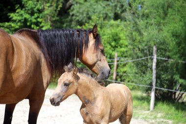 Güzel safkan tay ve mare kameralar için poz 