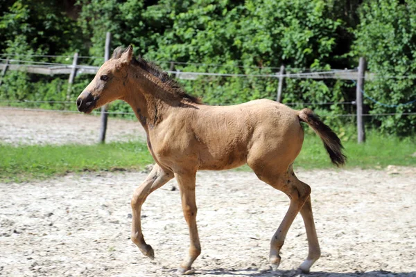 カメラのための美しいサラブレッドの子馬と馬のポーズ — ストック写真