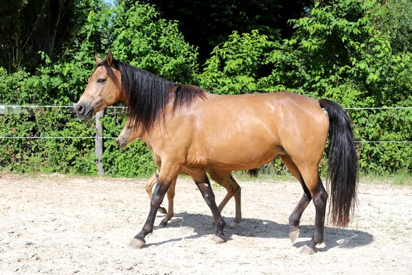 Beautiful thoroughbred foal and mare posing for cameras at rural farm — Stock Photo, Image