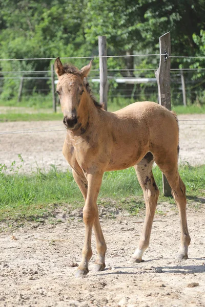 Linda potranca recién nacida jugando sola en el paddock en el caluroso día de verano —  Fotos de Stock