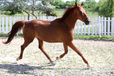 Beyaz padok çit karşı güzel sağlıklı genç canter 
