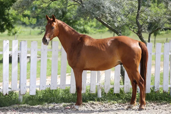 Bella sana giovane in posa contro recinzione paddock bianco — Foto Stock